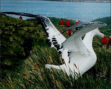 20120520-albatross wandering Wonder_albat.jpg